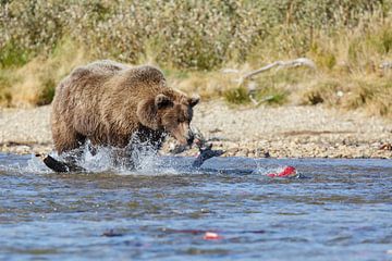 Grizzly beer jagend op rode zalm 