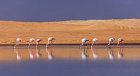 Flamingo's langs het water in Namibië bij Walvis Bay. van Claudio Duarte thumbnail