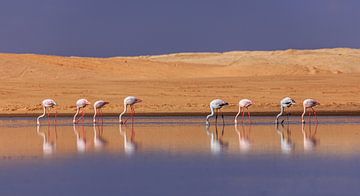 Flamingos along the water in Namibia near Whale Bay. by Claudio Duarte
