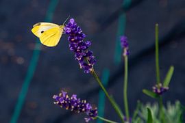 Schmetterling auf violetter Blüte von Michel Groen
