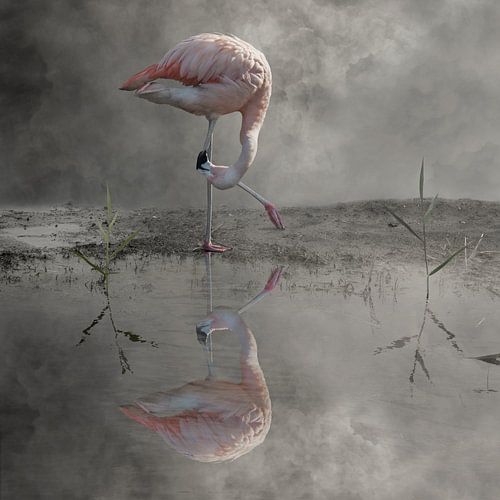 Flamingo
