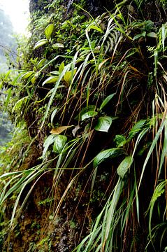 Overgrown wall in canyon by Jadzia Klimkiewicz