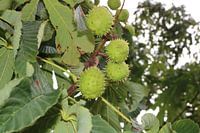 Chestnuts in shell