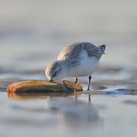 Drieteenstrandlopertje by Hans Dekker