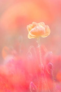 Poppy dreams part I