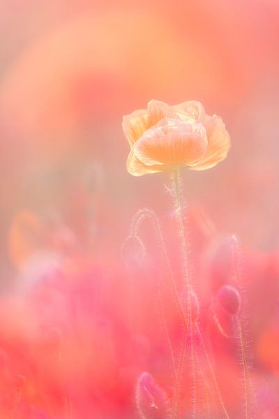 Rêves de coquelicots partie I par Monique van Genderen (in2pictures.nl fotografie)