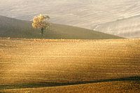 Tuscan Landscape