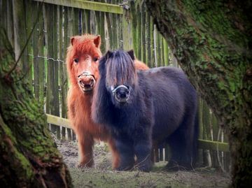 Pony's in de weide (kleur) van Maickel Dedeken