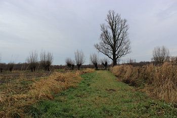 Des roseaux et des arbres.