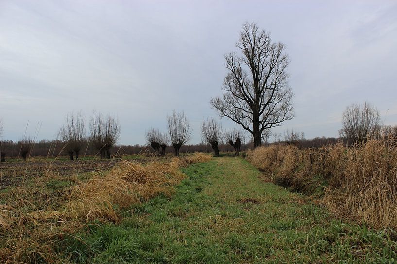 Reeds and trees. by Aart van Maren