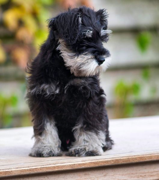 Grauer mit schwarzem Schnauzer-Welpen, der draußen auf einem Tisch sitzt von Jolanda de Jong-Jansen