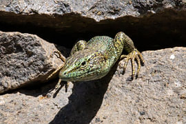Madeira lizard on volcanic rock #3 by Charlotte Hagg