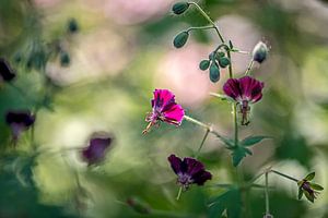 hell erleuchtete Blume des dunklen Storchenbeckens