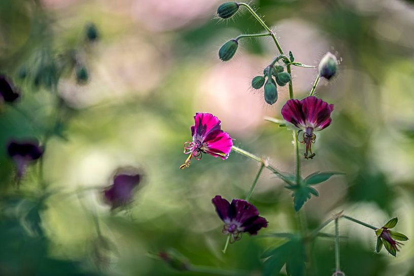 hell erleuchtete Blume des dunklen Storchenbeckens von Hanneke Luit