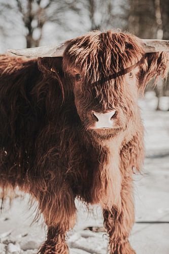 Scottish highlander in the snow