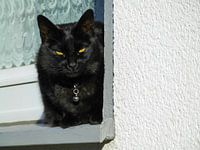 Katze 02