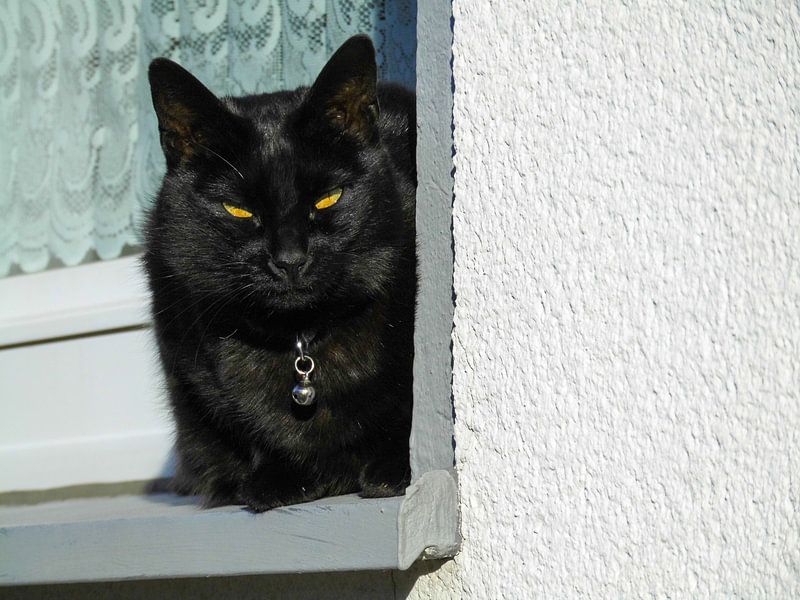 Katze 02 von Tomas S.