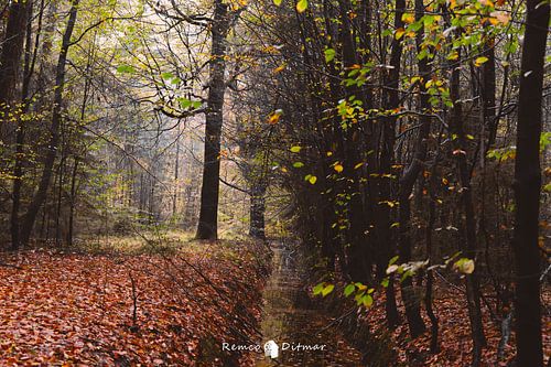 Het bos van Twickel