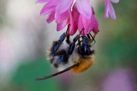 Hommel