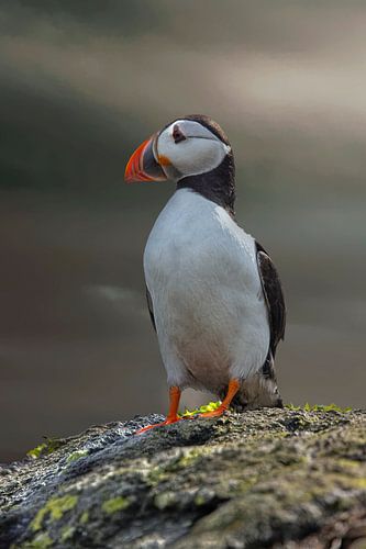 Puffin, Fratercula arctica. Scottish coast.