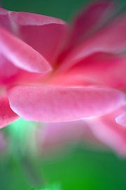 life is rosy by fantasina