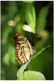 Schmetterling in Grün von Marjo Raap