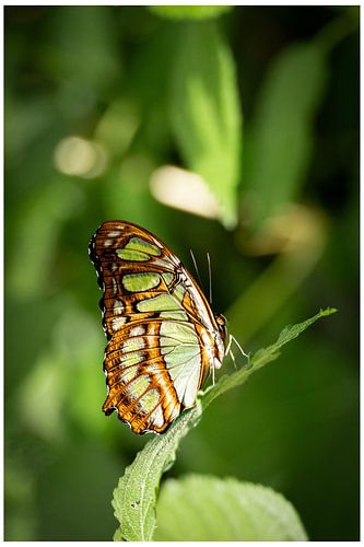 Vlinder in het groen