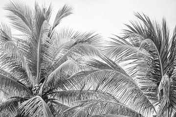 Palme | Fine Art | Schwarz-Weiß | Fotodruck von Femke Ketelaar