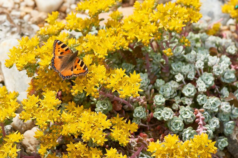 Kleine vos van Karin Jähne