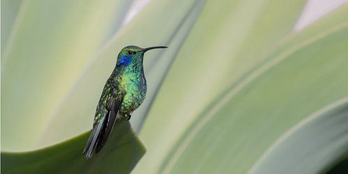 Colibri