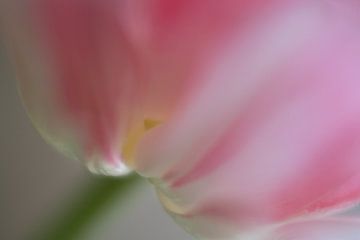 Tulpe rosa von Barbara Brolsma