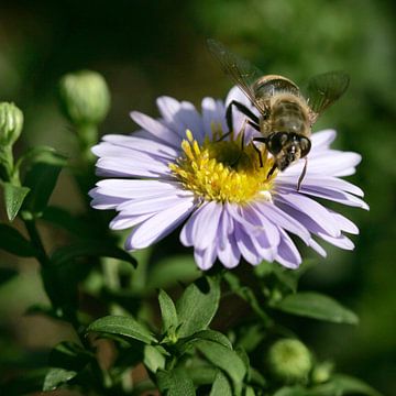 Biene auf einer lila Blume 2 von Lynn van Baaren