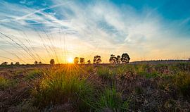 Ginkelse hei von Domenique van der Horst