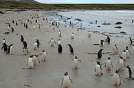 pinguïns op Pebble eiland van Antwan Janssen thumbnail