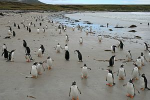 Pingouins sur l'île de Pebble