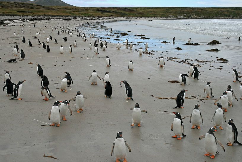 pinguïns op Pebble eiland van Antwan Janssen