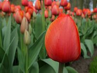 Hollands Glorie 2