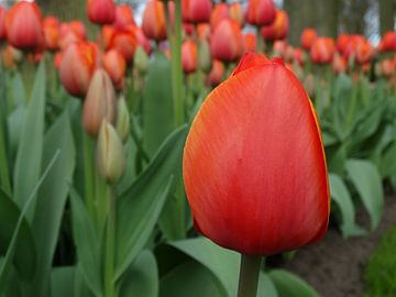 Hollands Glorie 2 von Ronald Wakker