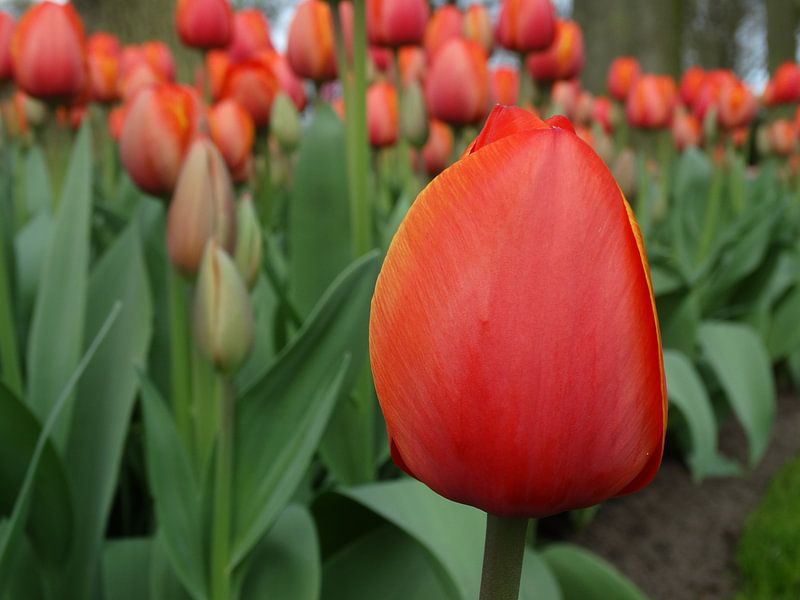 Hollands Glorie 2 by Ronald Wakker