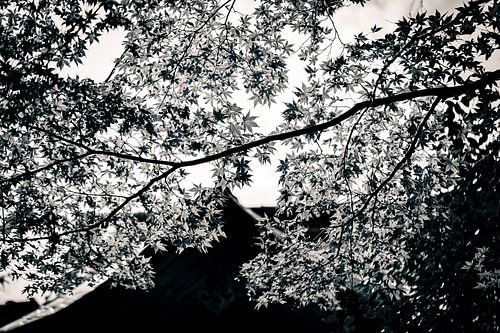 Maple Branches Above the Temple