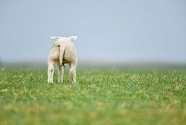 Neugeborenes Lamm. von Francis Dost