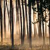 Pine forest by Bert Kok