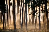 Pine forest