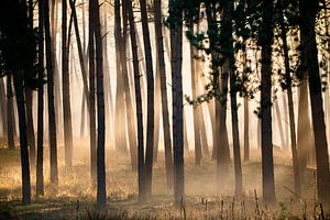 Forêt de pins sur Bert Kok