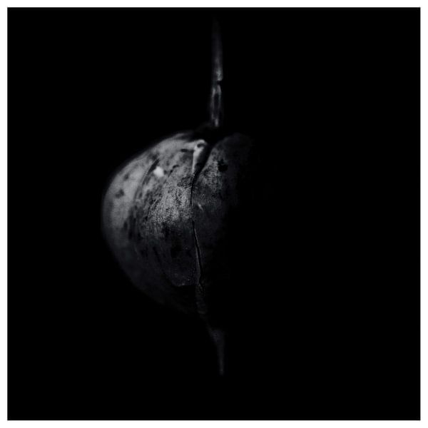 La graine par Philippe verspeek