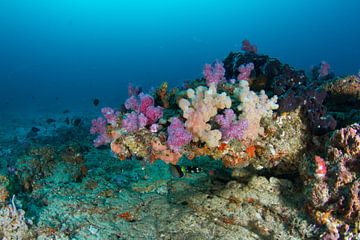 Reef with colorful softcorals sur Jan van Kemenade