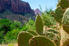 Cactus by Onno van Kuik