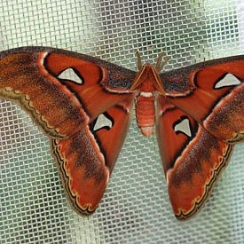 Atlas spinner van Matthias Brix