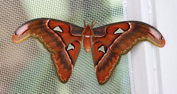 Atlas spinner by Matthias Brix