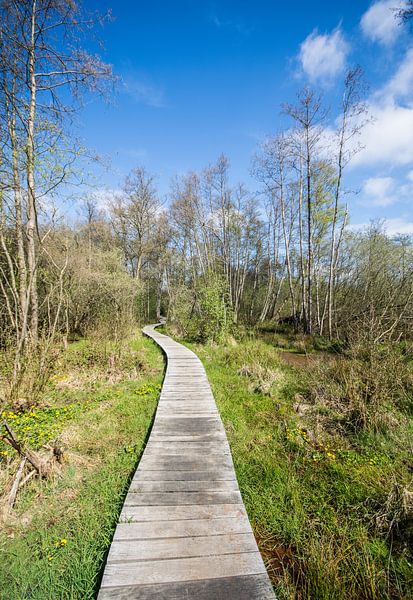 follow your path by Bart Liesenborgs